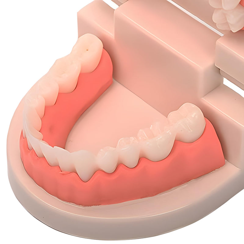 [Australia - AusPower] - Standard Teeth Model, YOFAN Kids Dental Teaching Study Supplies Adult Standard Typodont Demonstration Teeth Model(Without Wisdom Teeth) (Convenient Design,No Need for Wrenches) 1 