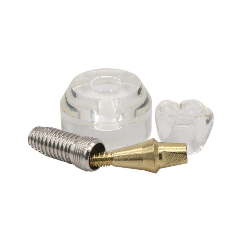 [Australia - AusPower] - 1 Pc Dental Model #2020 01 - Clear Implant Model Dental Implant Demonstration Model Teeth Study Teach 
