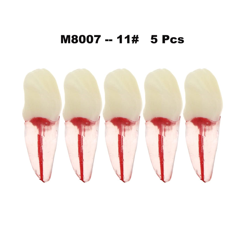 [Australia - AusPower] - 5Pcs Dental Root Canal Pulp Cavity Teeth Model Endodontic Practice RCT Typodont M8007 11# 14# 16# 21# 33# 34# 35# 36# 44# 45# Practicing Study Teach (5Pcs-M8007-11#) 