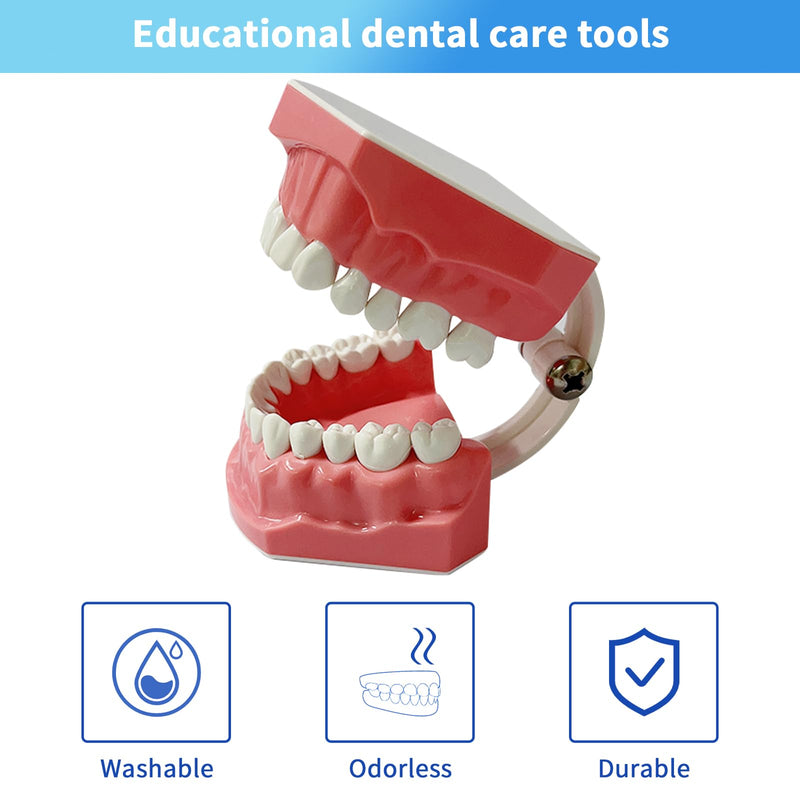 [Australia - AusPower] - Dental Model Standard Size for Brushing Flossing Practice - Silicone Teeth Typodonts with Visible Gingiva, Anatomic Teaching Demonstration - Educational Dental Care Tool for Kids Students 