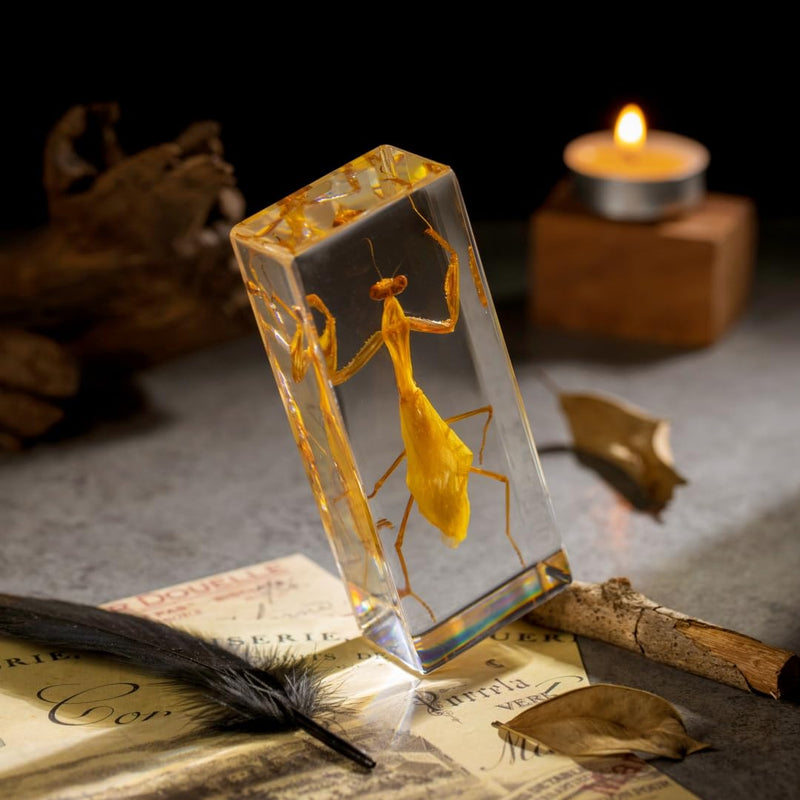 Real Mantis Specimen in Resin - Authentic Mantis Encased in Clear Resin Block, Perfect for Science Education, Oddities Collectors, and Biology Enthusiasts