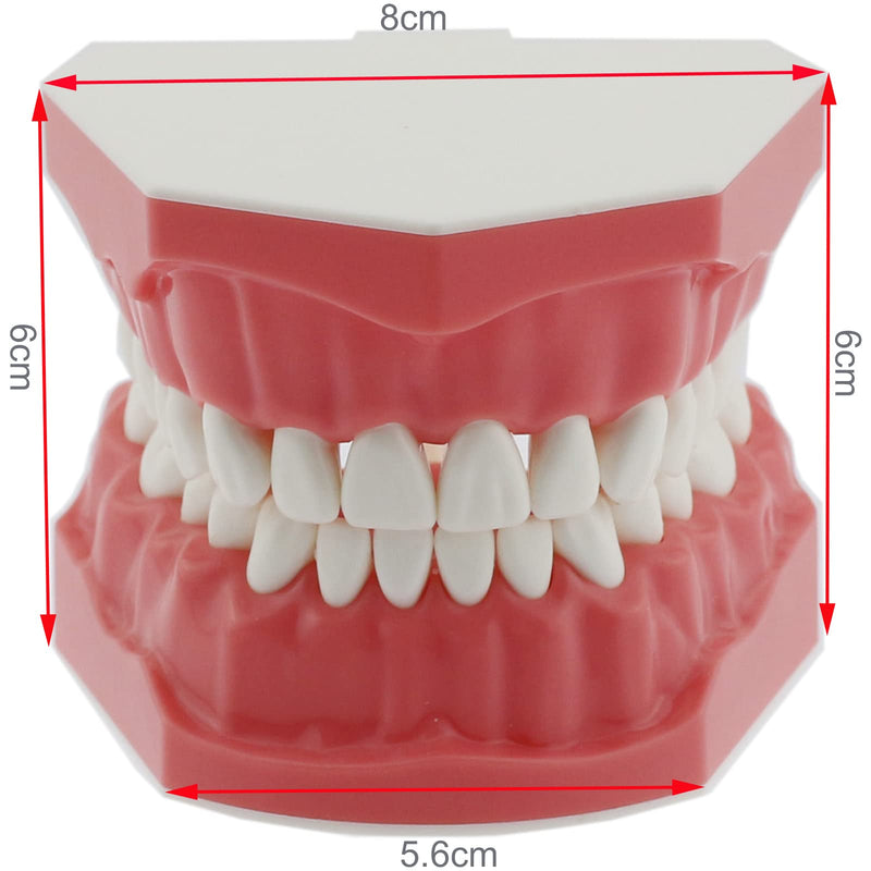 [Australia - AusPower] - Dental Model Brushing Flossing Practice Teeth Typodonts Mode Gingiva Visible Anatomic Demonstration Teaching Studying Standard Size 