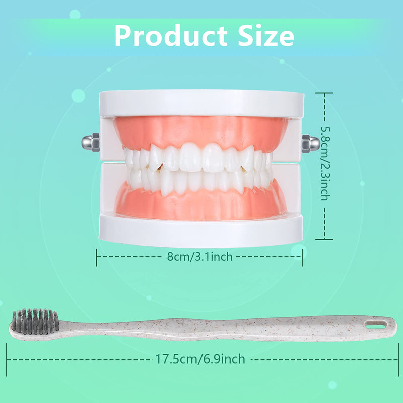 Patelai 2 Pcs Standard Teeth Model Denture Model Teeth Teaching Model Adult Standard Demonstration Teeth Model with Toothbrush for Kids Teaching Supplies