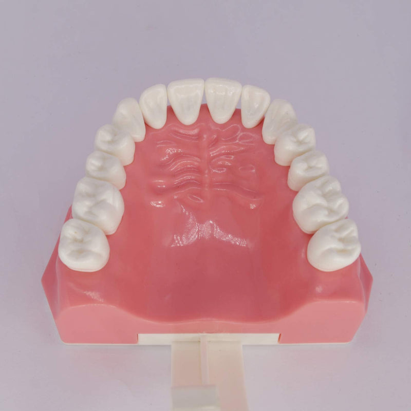 [Australia - AusPower] - Dental Teeth Model Typodont for Brushing Flossing Practice Demonstration Teaching Studying 1:1 Standard Size 
