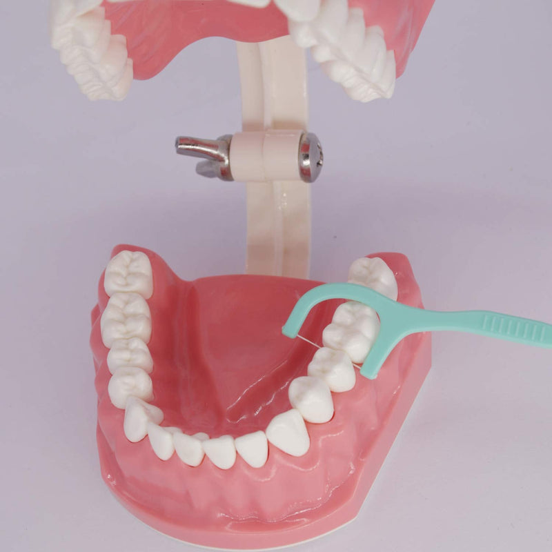 [Australia - AusPower] - Dental Teeth Model Typodont for Brushing Flossing Practice Demonstration Teaching Studying 1:1 Standard Size 