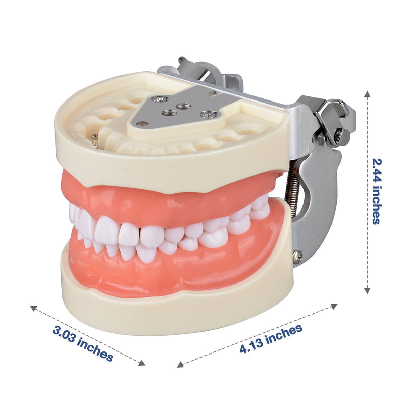 [Australia - AusPower] - Typodont Teeth Model with 32 Detachable Teeth for Dental Hygiene Students, Suitable for Teaching, Practice and Study, with a Small Screwdriver 