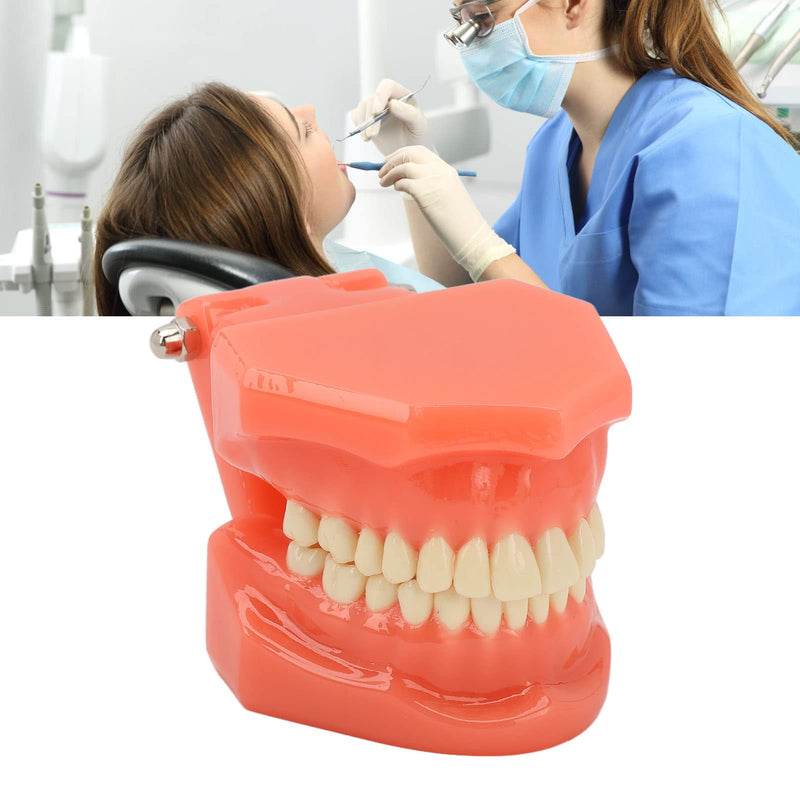 Dental Model Dentist, Acrylic Teeth Dental Demonstration Model, Expandable by 180° Anatomical Dental Model for Dental Teaching or Oral Care