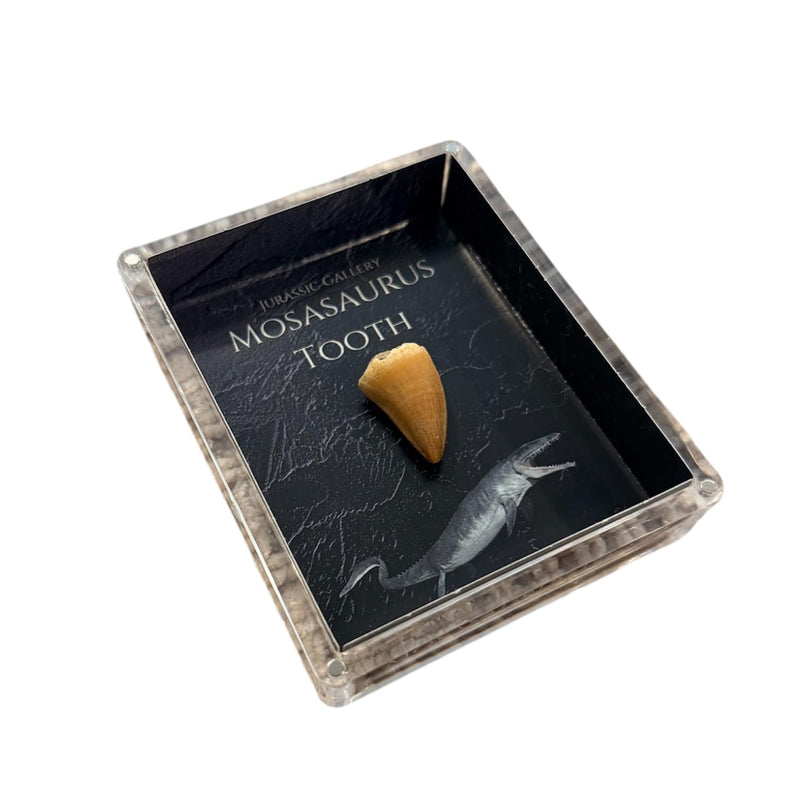 Authentic Dinosaur Bone Fossil Fragment Gift Box (Mosasaurus) Mosasaurus