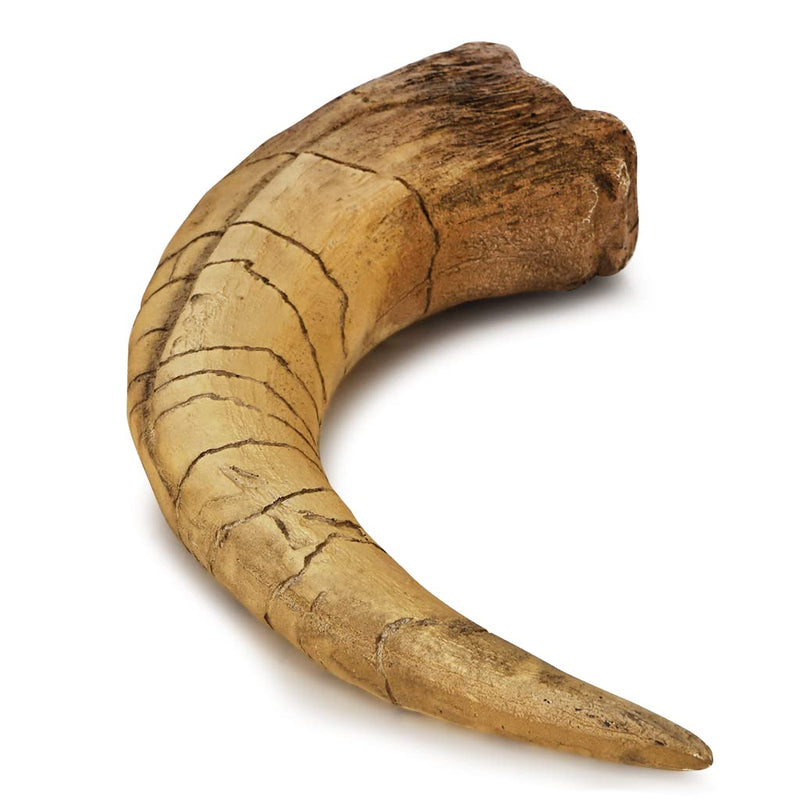 Fossilized Teeth and Claws of Various Prehistoric Dinosaurs, Megalodon Shark Teeth, and High-Fidelity Replicas (Megaraptor Claw) Megaraptor Claw