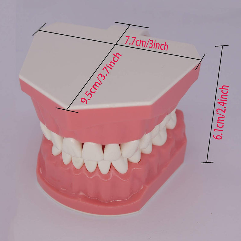 [Australia - AusPower] - Dental Teeth Model Typodont for Brushing Flossing Practice Demonstration Teaching Studying 1:1 Standard Size 