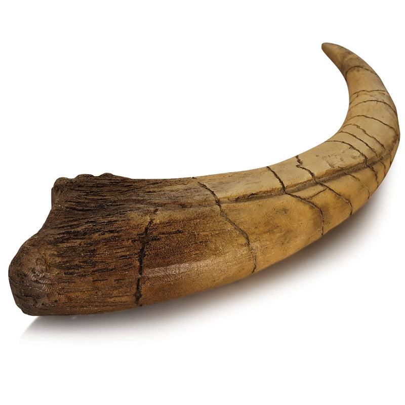 Fossilized Teeth and Claws of Various Prehistoric Dinosaurs, Megalodon Shark Teeth, and High-Fidelity Replicas (Megaraptor Claw) Megaraptor Claw