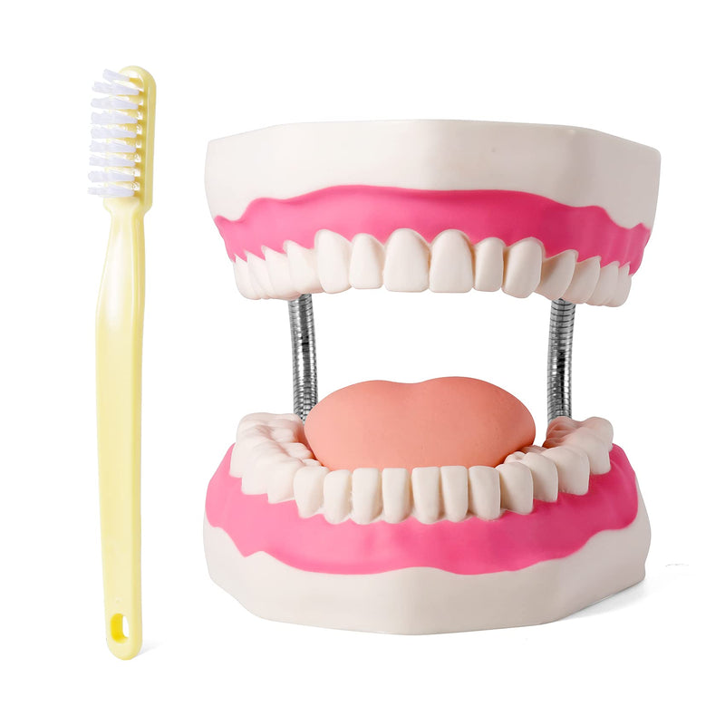 Annhua Large Anatonmical Teeth Model 6 Times Dental Hygiene Teeth Models, Dentist Teaching Oral Care Model with Detachable Tongue and Denture Toothbrush 6 Times Brushing Tooth Model