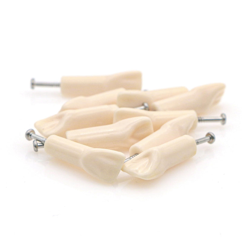 [Australia - AusPower] - 10pcs Dental Typodont Practice Teeth Study Model Individual Replacement Teeth Student Teaching Resin Filling Training Compatible Kilgore Nissin 200 Type (11#) 11# 