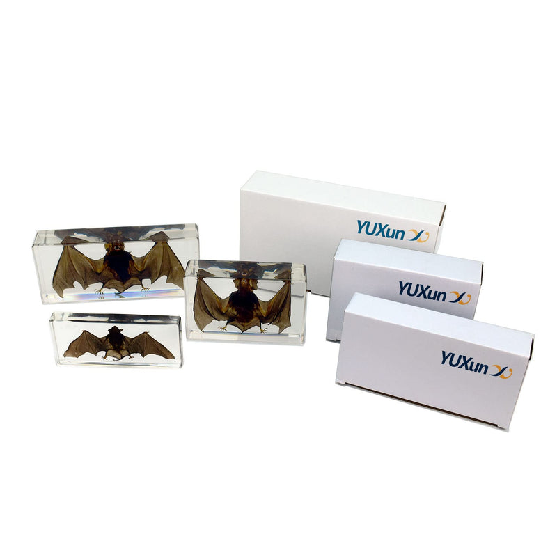 Large Taxidermy Real Bat Specimens Animal Specimen in Resin for Science Classroom Science Education XX-Large (7.9x3.6x1.6 Inch) XX-Large( 7.9x3.6x1.6 Inch )