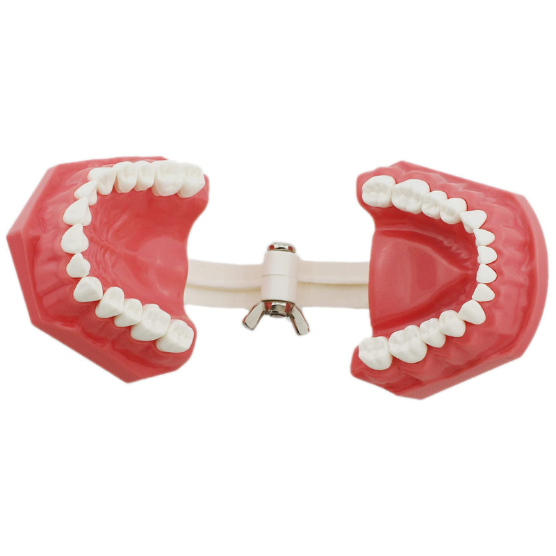 [Australia - AusPower] - Dental Model Brushing Flossing Practice Teeth Typodonts Mode Gingiva Visible Anatomic Demonstration Teaching Studying Standard Size 