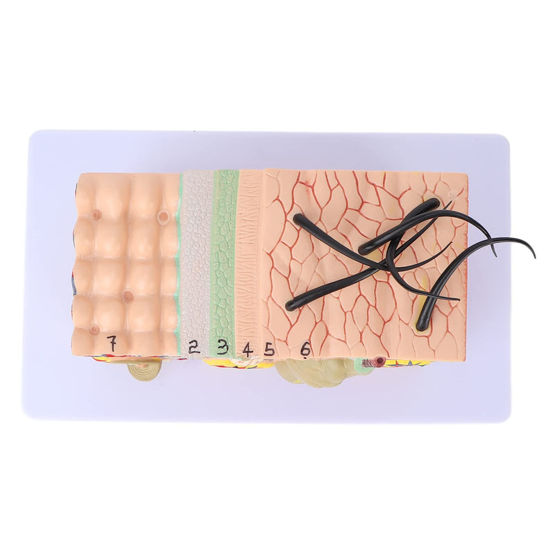 Skin Model, 35-Fold Anatomical Skin Model, 3D Skin Layer Structure Model with Hair Follicles and Sebaceous Glands, Removable Layers for Medical Study, Anatomy Lessons and Cosmetic Training