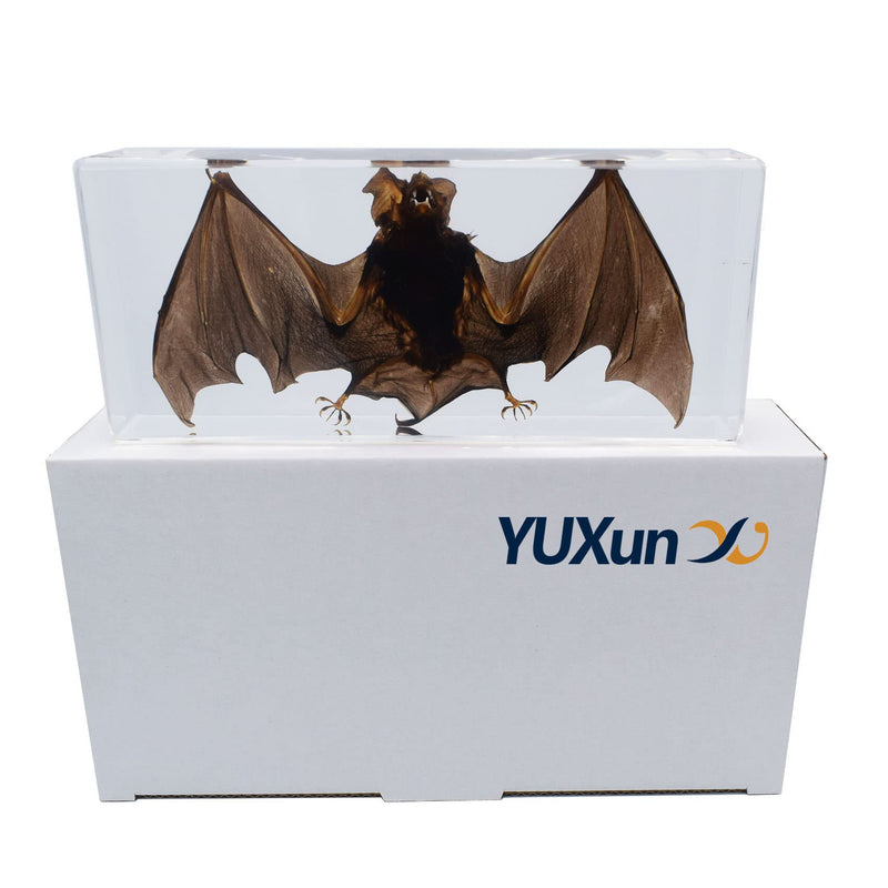 Large Taxidermy Real Bat Specimens Animal Specimen in Resin for Science Classroom Science Education XX-Large (7.9x3.6x1.6 Inch) XX-Large( 7.9x3.6x1.6 Inch )