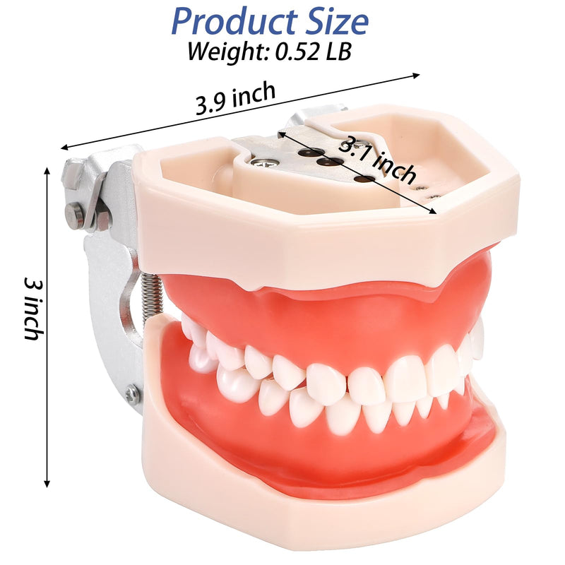 [Australia - AusPower] - ZENFUN Dental Typodont Model, Demonstration Teeth Model, Standard Dental Model with 28Pcs Screw-in Removable Teeth for Study, Teaching, Practice, Compatible with Kilgore Nissin 200 Type 