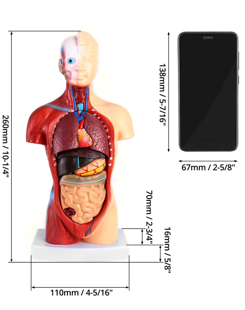 QWORK 15-Piece Human Anatomy Model - Skull Brain Torso and Internal Organs - for Medical Students Doctors and Teachers - 28 cm