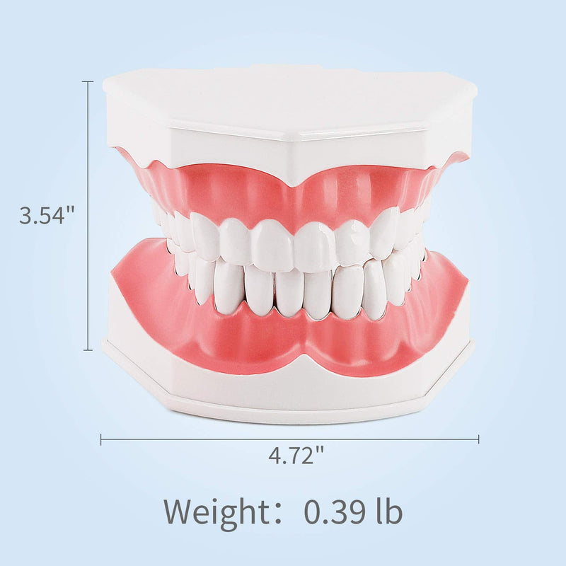 [Australia - AusPower] - Annhua Large Dental Teeth Model with Denture Toothbrush, 2 Times Brushing Tooth Model Teaching Tools with Removable Lower Teeth for Kids, Dental Students, Educators 