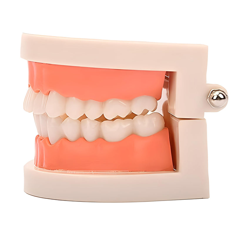 [Australia - AusPower] - Standard Teeth Model, YOFAN Kids Dental Teaching Study Supplies Adult Standard Typodont Demonstration Teeth Model(Without Wisdom Teeth) (Convenient Design,No Need for Wrenches) 1 