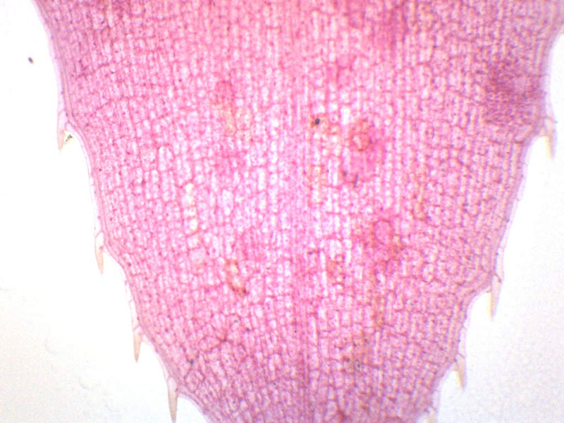 [Australia - AusPower] - EISCO Elodea, Submerged Leaf - Prepared Microscope Slide - 75 x 25mm - Microscopy Single Slide 