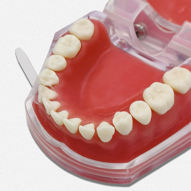 [Australia - AusPower] - 20pcs/Pack Dental Transparent Proximal Anterior Matrix Dental Strips Cervical Matrices Dentist Material Sectional Contoured Matrice 