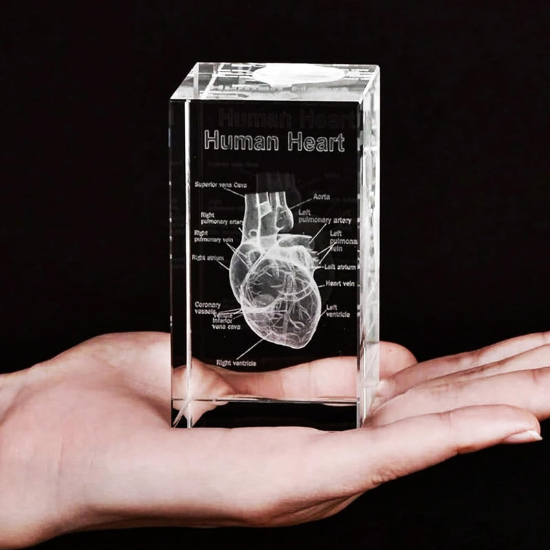 Anatomical Gifts 3D Representation of Heart for Medicine & Decoration | Crystal Glass Model Durable Teaching Aid for Dentists/Students Paperweight Compact for Practice & Decoration ‎Herz