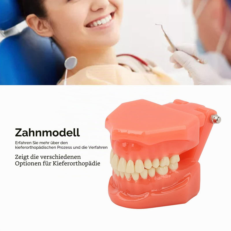Dental Model Dentist, Acrylic Teeth Dental Demonstration Model, Expandable by 180° Anatomical Dental Model for Dental Teaching or Oral Care
