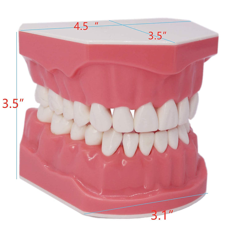 [Australia - AusPower] - 1.5 Times Large Dental Typodont Model Tooth Brushing flossing Practice Model Demonstration Removable Lower Teeth for Kids Dental Students Tooth Teach Study, 4.5 Inch x3.5 Inch x3.5 Inch 
