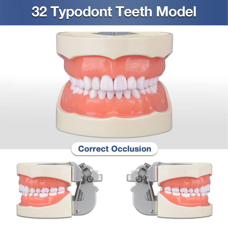 [Australia - AusPower] - Typodont Teeth Model with 32 Detachable Teeth for Dental Hygiene Students, Suitable for Teaching, Practice and Study, with a Small Screwdriver 
