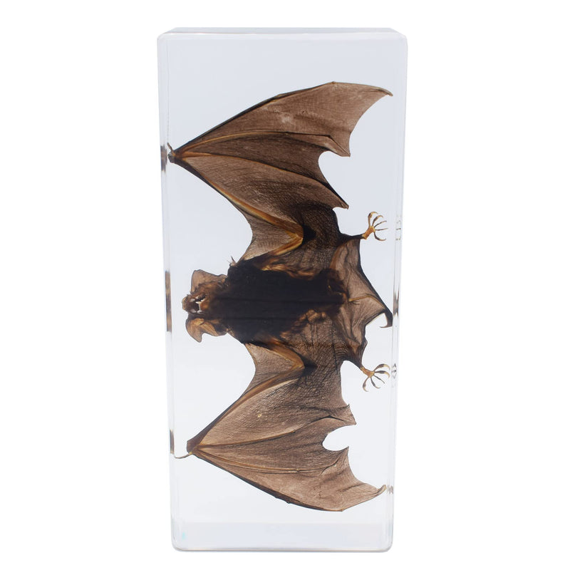 Large Taxidermy Real Bat Specimens Animal Specimen in Resin for Science Classroom Science Education XX-Large (7.9x3.6x1.6 Inch) XX-Large( 7.9x3.6x1.6 Inch )