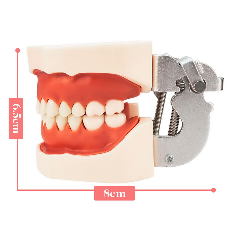 Typodont Teeth Model with Removable Teeth,Dental Tooth Model Suitable for Teaching, Practice and Study, with a Small Screwdriver. (32 Teeth) 32 teeth