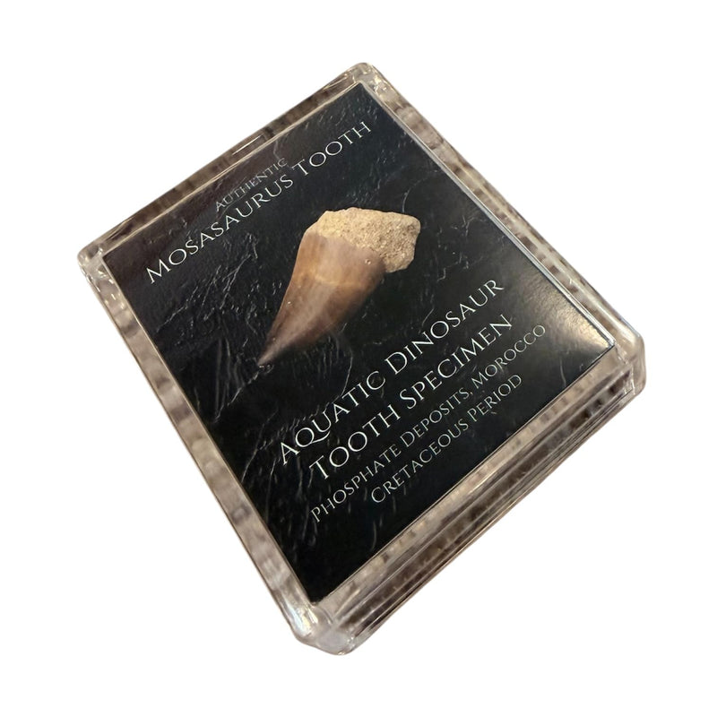 Authentic Dinosaur Bone Fossil Fragment Gift Box (Mosasaurus) Mosasaurus