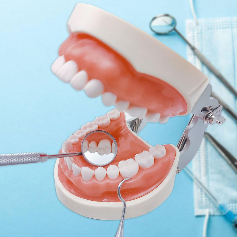 Typodont Teeth Model with Removable Teeth,Dental Tooth Model Suitable for Teaching, Practice and Study, with a Small Screwdriver. (32 Teeth) 32 teeth