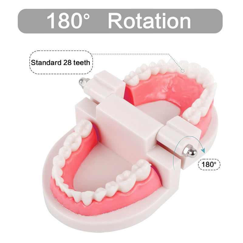 Dentist Model, 2 Educational Models + 2 Plastic Toothbrushes Dental Training Models PVC Teeth Demonstration Teaching Children Teeth Brush