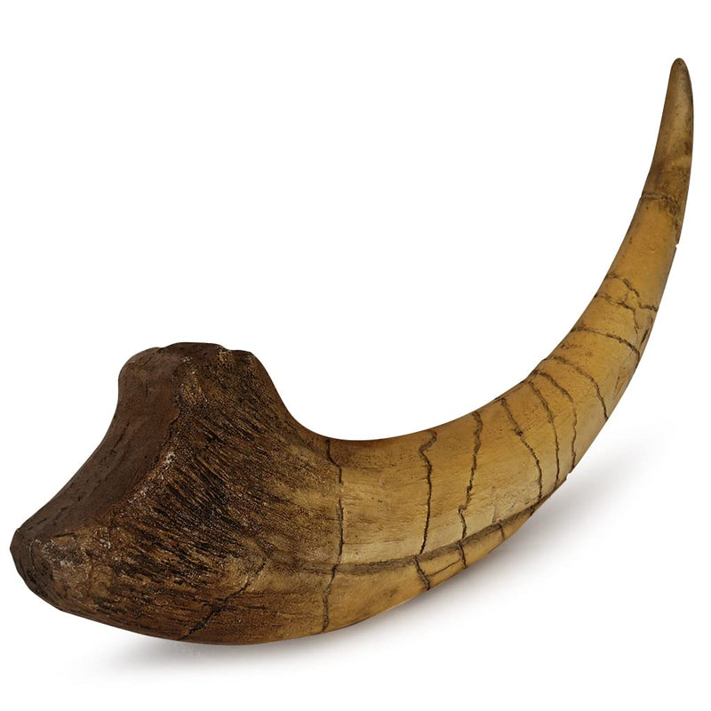 Fossilized Teeth and Claws of Various Prehistoric Dinosaurs, Megalodon Shark Teeth, and High-Fidelity Replicas (Megaraptor Claw) Megaraptor Claw