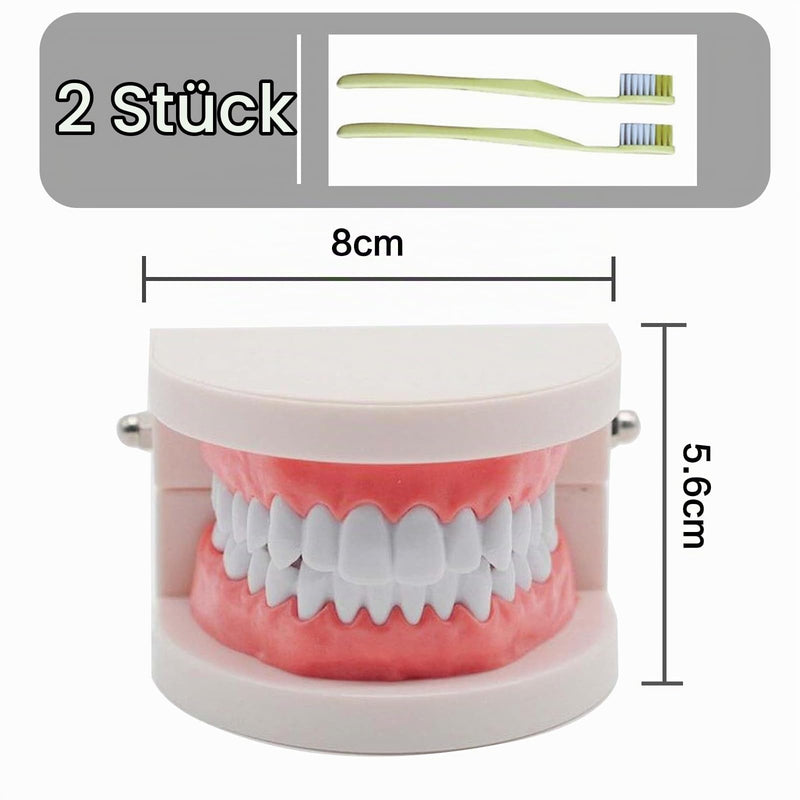 NIYATA Set of 2 dental model dentures, model standard dentist, denture model demonstration with 2 toothbrushes for dental teaching, oral care, dental clinics