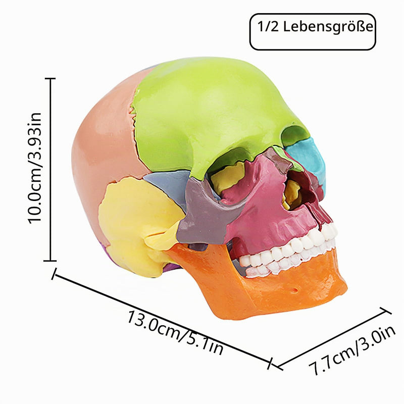 Mini Anatomical Skull Model with Marking - Didactic Skull Model | Precise skull model, 12 x 8.5 x 12 cm, removable, color-coded, for medicine, teaching colored