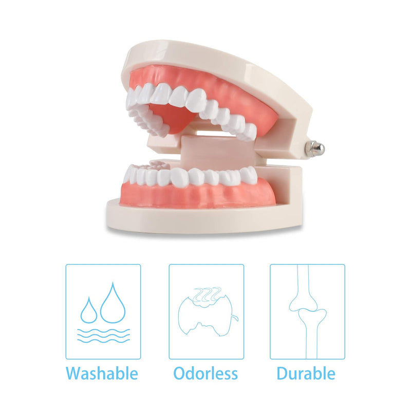 [Australia - AusPower] - Dental Adult Standard Teeth Model, Typodont Demonstration Denture Model|Mouth Teeth Model Dental Supplies for Kids, Dentist Students, Patient, Teaching, Studying, Displaying, Educating 