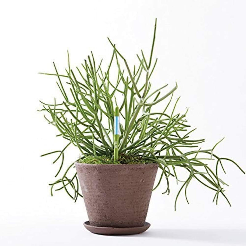 [Australia - AusPower] - IPPINKA Sustee Aquameter, Set of 4, Plant Soil Moisture Sensor (Green, Medium) 