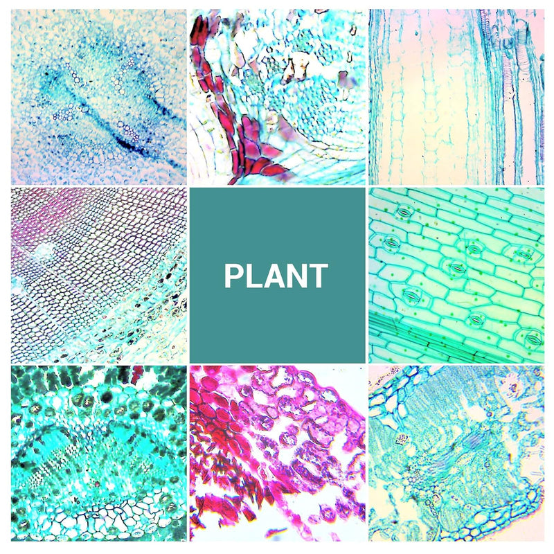 Set of 6 USCAMEL microscope slides with specimens including bacteria, fungi, plant and animal cells for biological science labs.