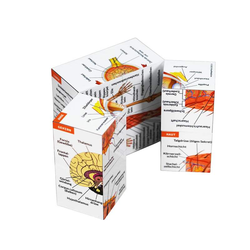 Human Anatomy Study Cube in German, 9 Parts of the Human Body Learning, Anatomy Model Cube, Great Gift Idea for Nurses and Medical Students