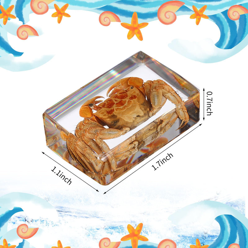 [Australia - AusPower] - 12 Pcs Ocean Animal Insect in Resin Specimen Bugs Collection Paperweights?12 Styles Real Bug Specimen Bug Kit Preserved in Resin for Scientific Educational Display Supplies (Ocean) 
