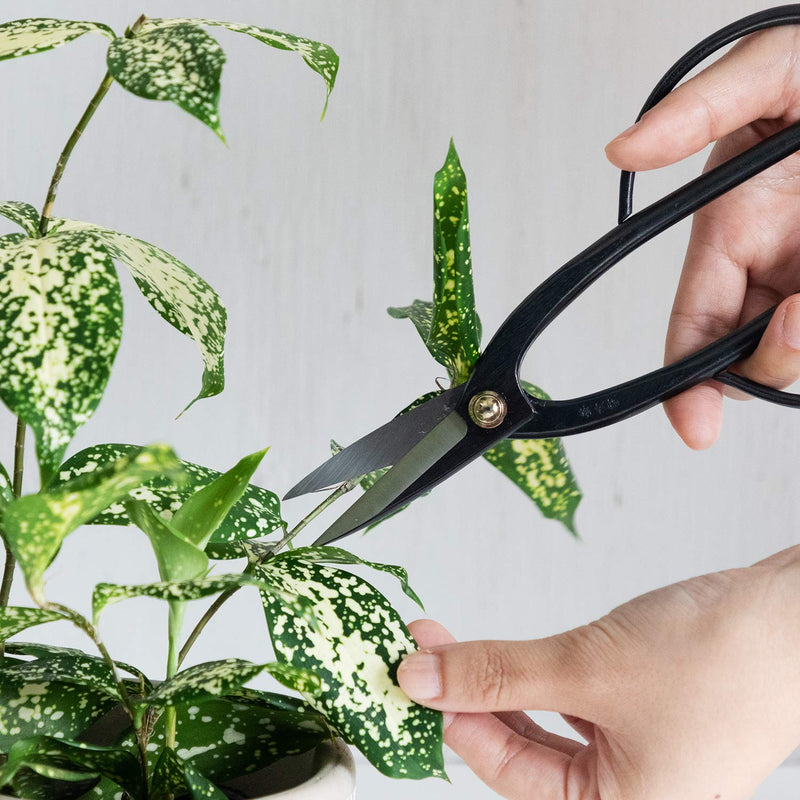 Wazakura Ashinaga Bonsai Pruning Scissors 8inch (200mm) MADE IN JAPAN, Long Handle Bonsai Cutter in Carbon Steel, Rose Pruning Shears, Flower Scissors, Japanese Gardening Tools Ashinaga Long Handle Black