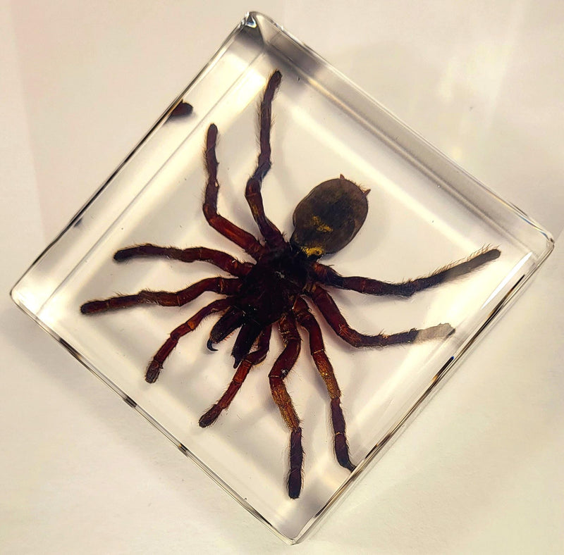 2.9" Real Tarantula Selenocosmia Huwena Spider in Crystal Clear Lucite Resin Specimen Preserved Halloween Paperweight Arachnoids Taxidermy Collection for Biology Science Education Desk Display Tarantula Spider