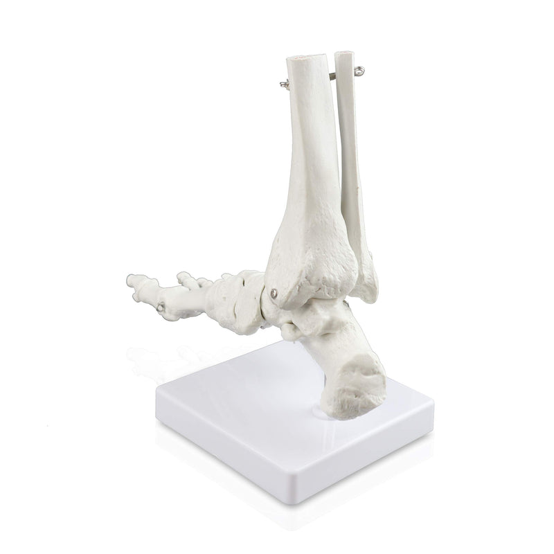 VAJ211 Foot Skeleton Model (Right) | Shows Distal Portions of The Tibia and Fibula | Fully Articulated | Connected with Flexible Wire to Demonstrate Natural Movement