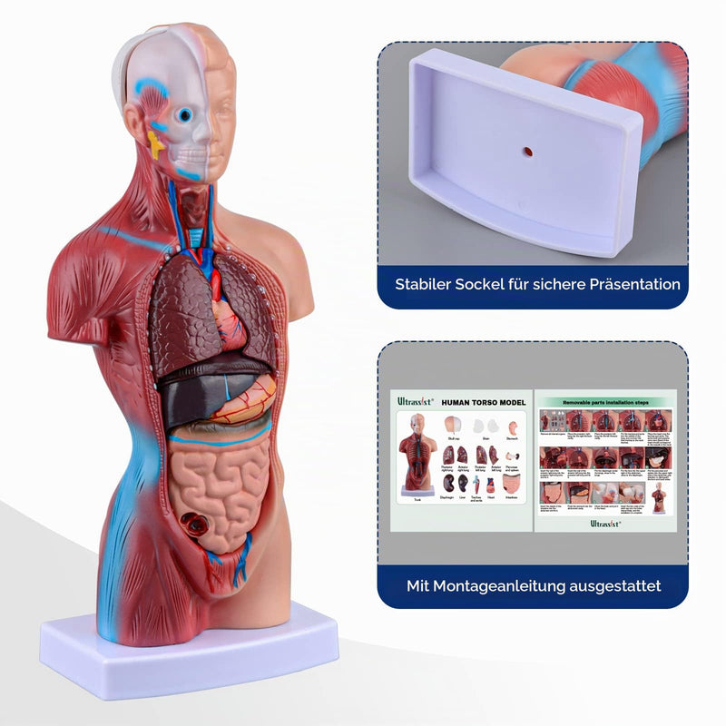 Ultrassist 28 cm Human Torso Anatomy Model with 15 Removable Parts | Hand painted details with sturdy presentation base