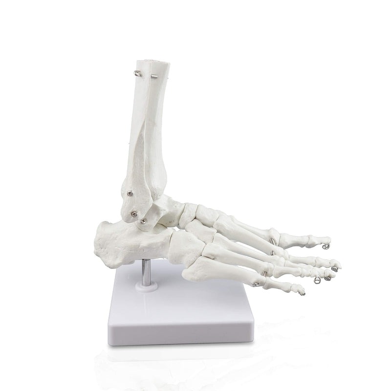 VAJ211 Foot Skeleton Model (Right) | Shows Distal Portions of The Tibia and Fibula | Fully Articulated | Connected with Flexible Wire to Demonstrate Natural Movement