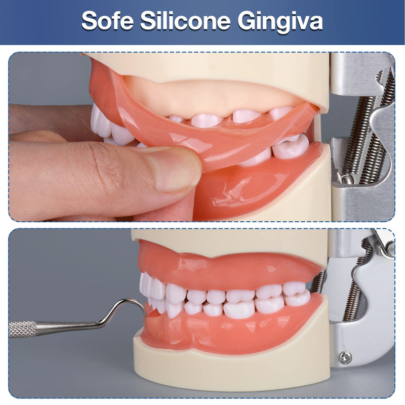 [Australia - AusPower] - Typodont Teeth Model with 32 Detachable Teeth for Dental Hygiene Students, Suitable for Teaching, Practice and Study, with a Small Screwdriver 